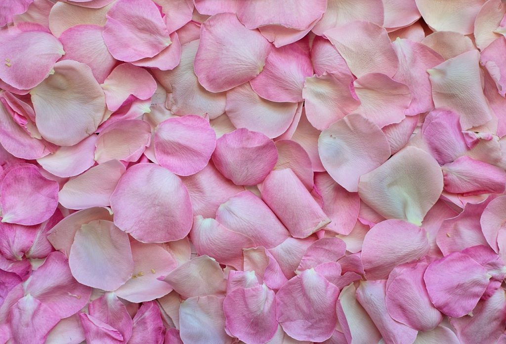 rose petals, flower wallpaper, pink, mac wallpaper, background, laptop wallpaper, flower background, love, desktop backgrounds, valentine's day, valentines, wallpaper 4k, romance, romantic, cool backgrounds, wedding, flower, nature, free wallpaper, beautiful flowers, 4k wallpaper, floral background, free background, flora, 4k wallpaper 1920x1080, color, rose wallpaper, pink nature, wallpaper hd, pink background, pink love, full hd wallpaper, beautiful wallpaper, windows wallpaper, pink flower, pink rose, hd wallpaper, pink wedding, pink wallpaper, pink color, pink natural